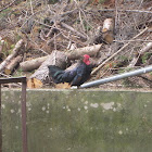 Dwarf Rooster