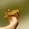 Eastern Lubber Grasshopper