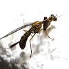 Green Mantis Fly