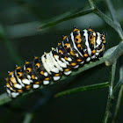 Black swallowtail caterpillars (1st instar)
