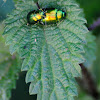 Mint Leaf Beetle, escarabajo de la menta
