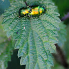 Mint Leaf Beetle, escarabajo de la menta