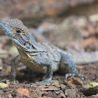 black spiny-tailed iguana