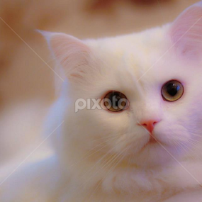 CATS EYE by Rommel Tan - Animals - Cats Portraits