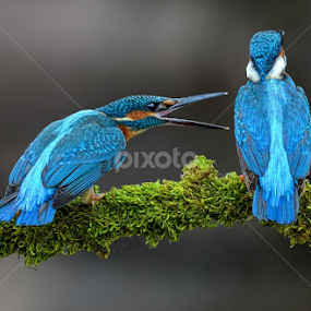 Courtship by Raj Dhage - Animals Birds