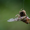 Orb-weaver Cicada and wasp