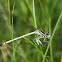 Common Blue Damselfly -Šidélko kroužkované