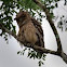 Brown Fish Owl
