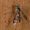 White-waisted Green Long-legged Fly