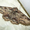 Noctuid Moth