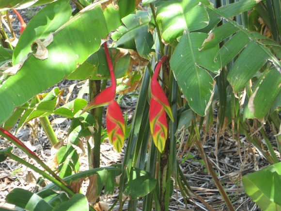 Lobster Claw/False Birds of Paradise | Project Noah