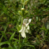 Perennial yellow woundwort / Изправен ранилист