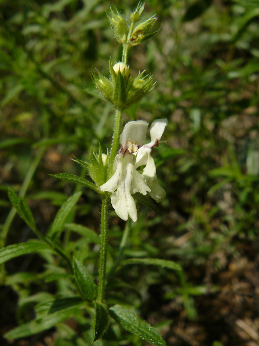 Perennial yellow woundwort / Изправен ранилист