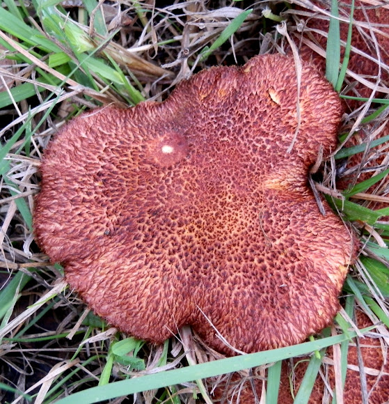 Plums and Custard Mushroom Project Noah