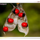 Indian Licorice, Rosary pea