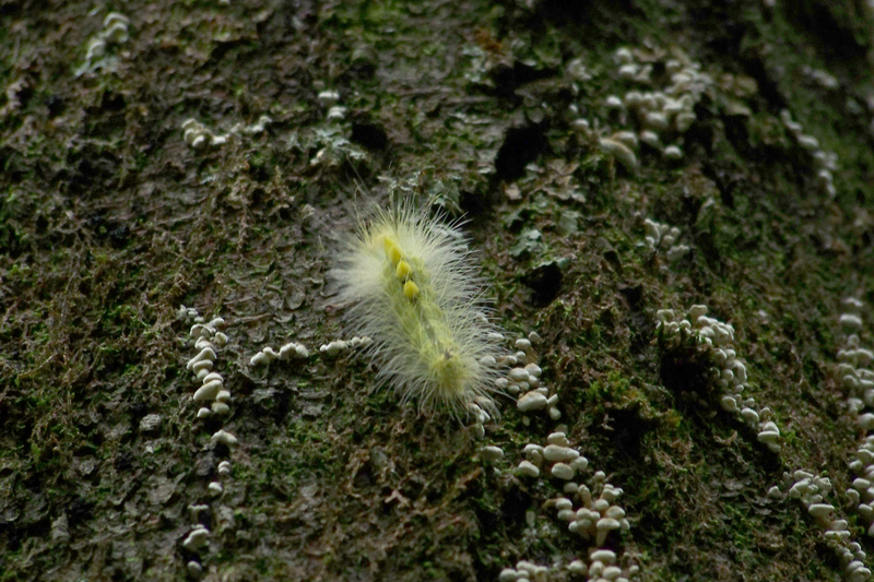 Definite-marked Tussock Moth caterpillar
