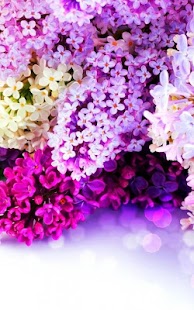 How to install Spring Live Wallpaper 1.0.0 apk for bluestacks
