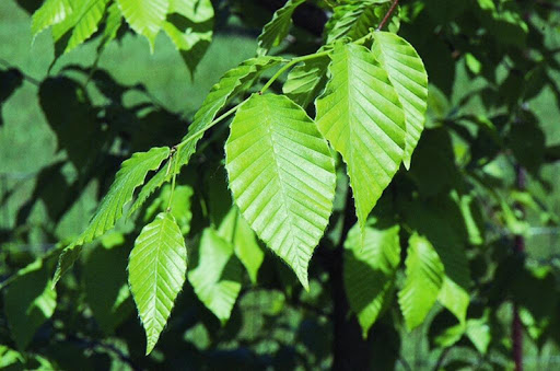 Fagus grandifolia Wallpaper