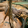 Black-Chest Spiny-Tail Iguana