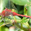 White-faced Meadowhawk Dragonfly