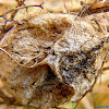 Orb Weaver Spider Egg Sac