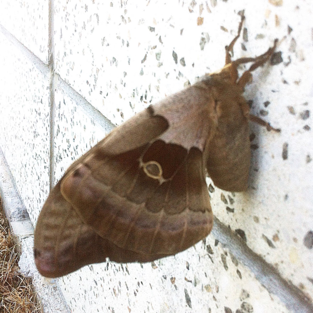 Polyphemus Moth