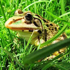 Indian Bull-frog