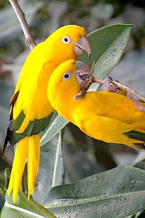 Birds Wallpaper Screenshots 12