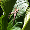 Nursery Web Spider