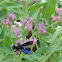 Blue-Black Spider Wasp