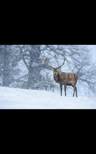 Photo Snowfall live wallpaper