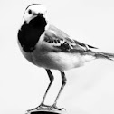 Bird (codobatura)