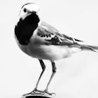 Bird (codobatura)