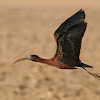 Morito (Glossy ibis)