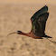 Morito (Glossy ibis)