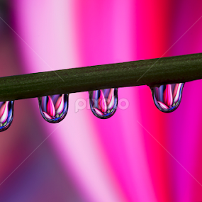 water drops by Youssef Elboukhari - Abstract Water Drops & Splashes