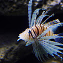 Lion Fish
