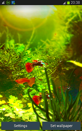 Fish Tank HD Wallpapers App