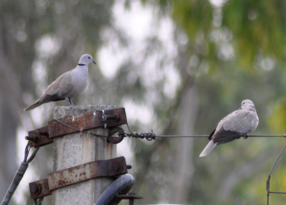 Eurasian Collared Dove