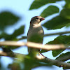 House Sparrow (Female)