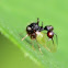 Ant-mimicking treehopper