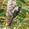 Bushtit