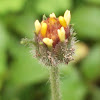 Bunga perdu (Tridax Daisy)