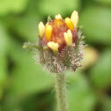 Bunga perdu (Tridax Daisy)