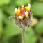 Bunga perdu (Tridax Daisy)