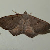 Dissomorphia Moth - ♂