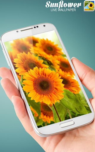 Sunflower Live Wallpaper