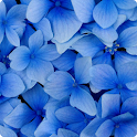 Plant HD Wallpapers