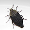Silky Carrion Beetle
