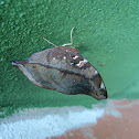 Autumn Leaf Butterfly 